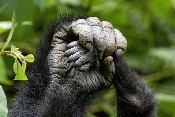 Nahaufnahme der Hände eines Gorillas in Uganda