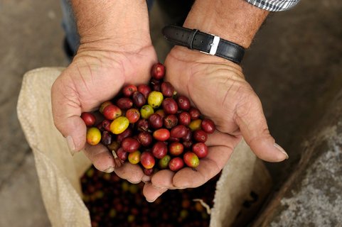 Harvested coffee berries, Coffee, Shade grown Coffee plants, Coffee Plantation Finca Combia, Calarca, Coffee Region, Department Quind?o, Colombia