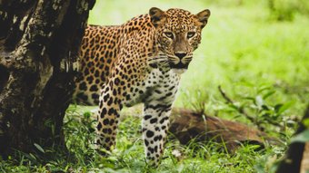 Ceylon Leopard schaut hinter einem Baum hervor