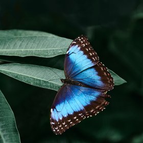 Blauer Morpho auf einem Blatt