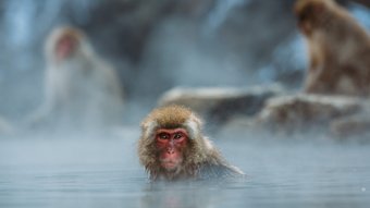 Kleiner Makake genießt ein heißes Bad im Winter