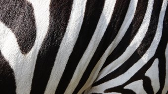 Fell eines Zebras