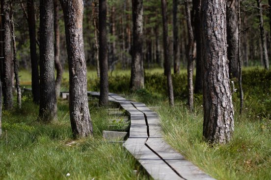 Steg führt durch ein Moor in Estland