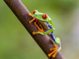 Grüner Frosch mit roten Augen auf einem Ast