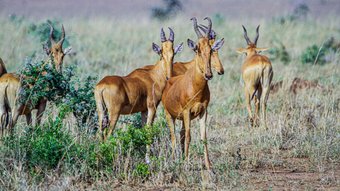 Mehrere Kuhantilopen in der Savanne von Uganda