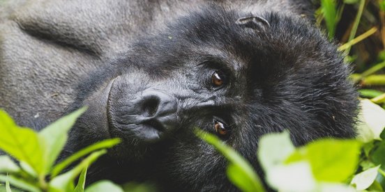 Berggorilla schaut direkt in die Kamera