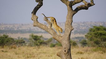 Leopard streckt sich in einem Baum