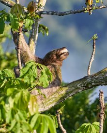 Faultier in einem Baum schaut sich um