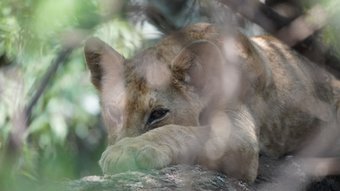 Junger Löwe schläft in einem Baum