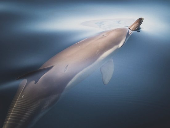 Gemeiner Delfin bricht mit seiner Schnauze durch die spiegelglatte Meeresoberfläche