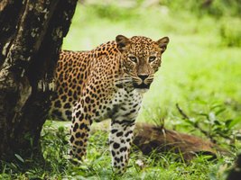 Ceylon Leopard schaut hinter einem Baum hervor