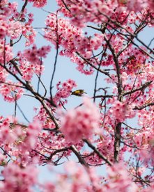 Japanbrillenvogel inmitten von pinken Kirschblüten