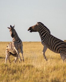 Zwei kämpfende Zebras in Namibia