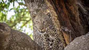 Leopard auf einem Baum schaut hinter einem Ast hervor