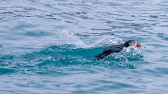 Papageientaucher im Wasser