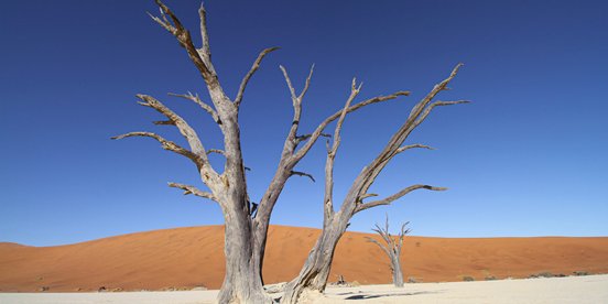 Abgestorbener Baum in der roten Wüste Namibias