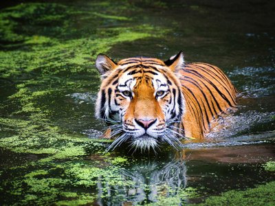 Tiger schwimmt in einem See