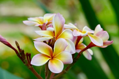 Frangipani-Blüte auf Sansibar