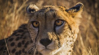 Gepard im hohen Gras bei schönem Licht