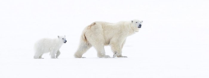 Spitzbergen Eisbären im Schnee