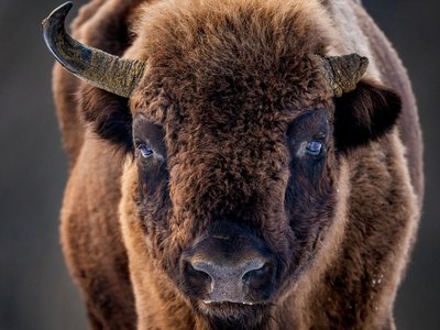 Wisent Close Up