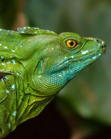 Jesus Christ Lizard Nahaufnahme