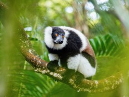 Lemur in einem Baum