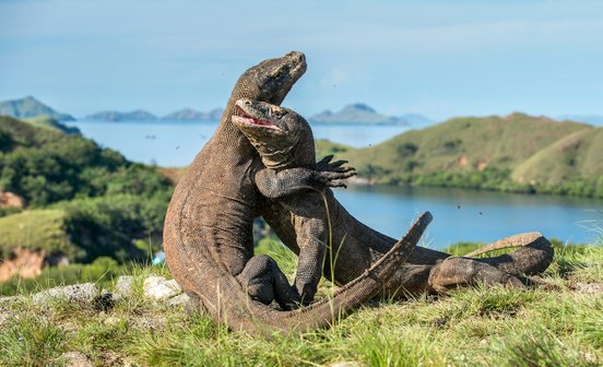 Zwei Komodowarane im Kampf eng umschlungen