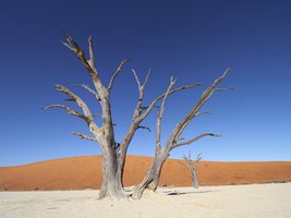 Abgestorbener Baum in der roten Wüste Namibias