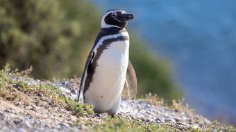 Magellan-Pinguin im Hintergrund das Meer