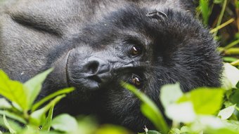 Berggorilla schaut direkt in die Kamera