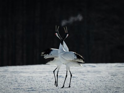 Mandschurenkraniche im Schnee