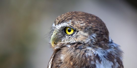 Patagonien-Sperlingskauz mit gelben Augen schaut zur Seite