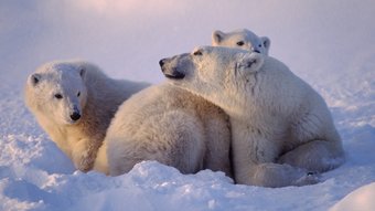 Muttereisbär mit ihren beiden Jungen im Sonnenuntergang im Schnee