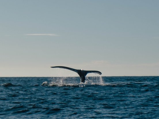 Fluke eines Wals über dem Wasser