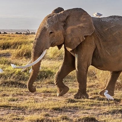 Elefant vor dem Kilimandscharo in Tansania