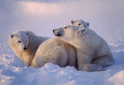 Muttereisbär mit ihren beiden Jungen im Sonnenuntergang im Schnee