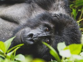 Berggorilla schaut direkt in die Kamera