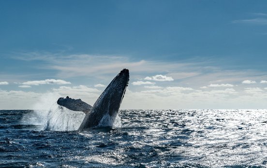 Wal springt aus dem Wasser