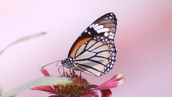 Monarchfalter auf einer rosa Blume