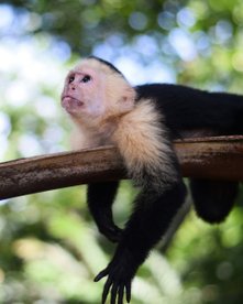 Kapuzineraffe relaxed auf einem Ast