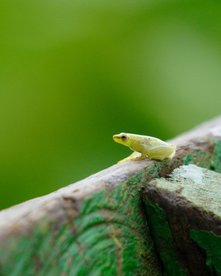 Grüner Frosch vor grünem Hintergrund