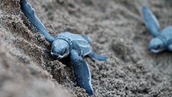 Babyschildkröte auf dem Weg ins Meer