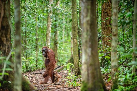 Indonesien Rundreise 2 Wochen