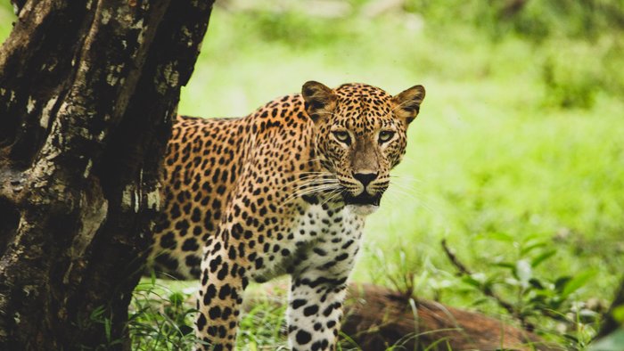 Ceylon Leopard schaut hinter einem Baum hervor