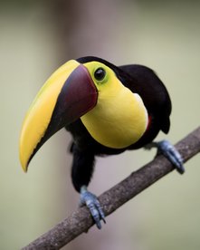 Schwarz-gelber Vogel (Swainson Tukan) auf einem Ast