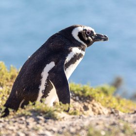 Magellan-Pinguin an der Küste Argentiniens