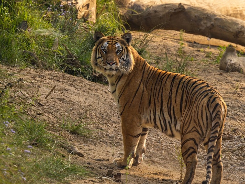 Tiger Portrait