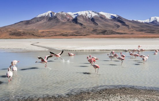 Rosaflamingos in einem See in Bolivien