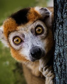 Scheuer Lemur schaut hinter einem Stamm hervor